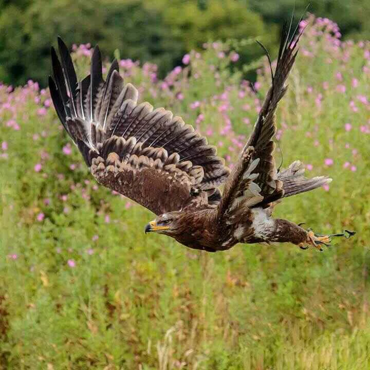 steppe eagles